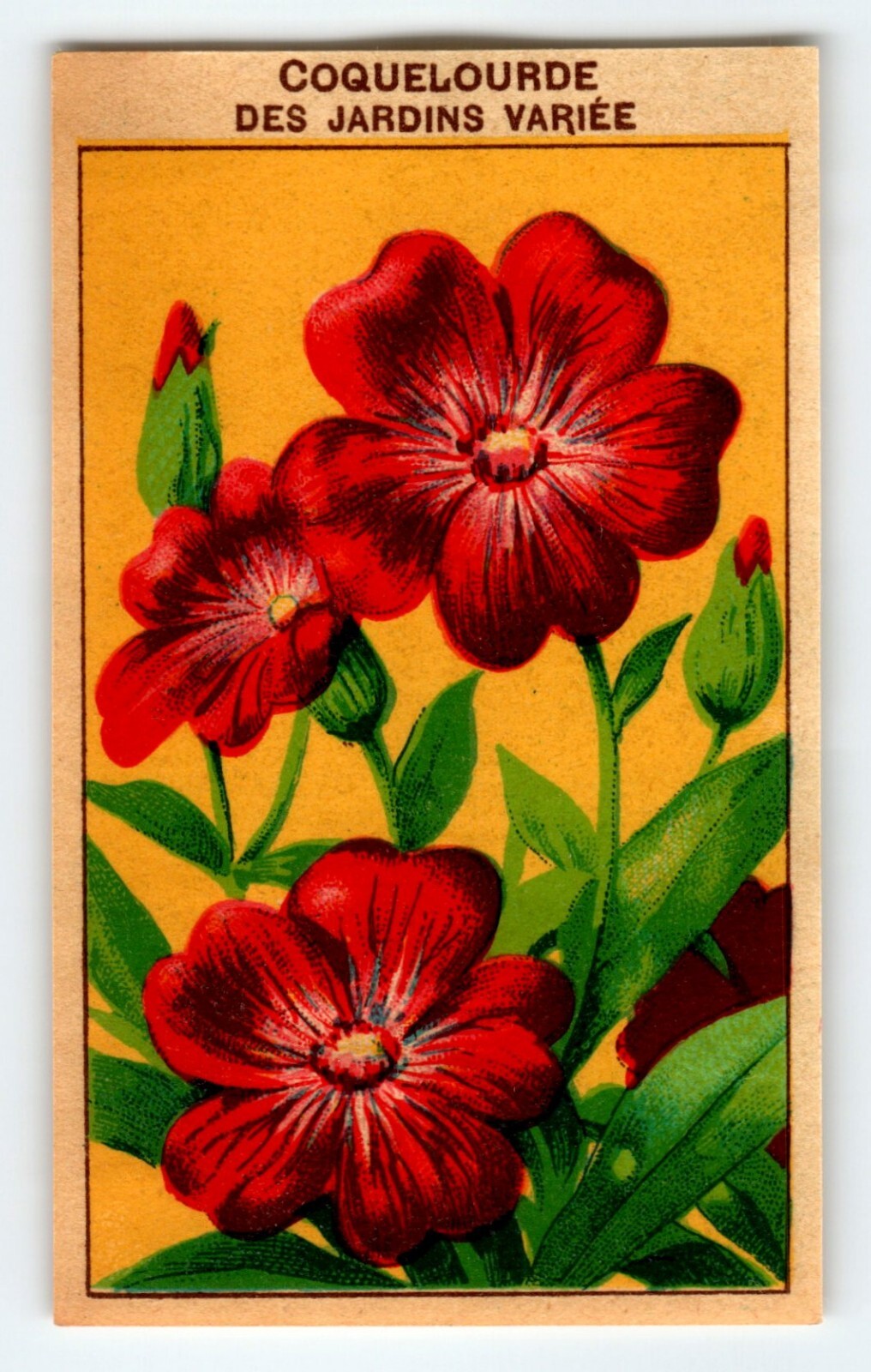 1920’s Flower Art Print COQUELOURDE Lithograph Original Vintage For Seed Pack