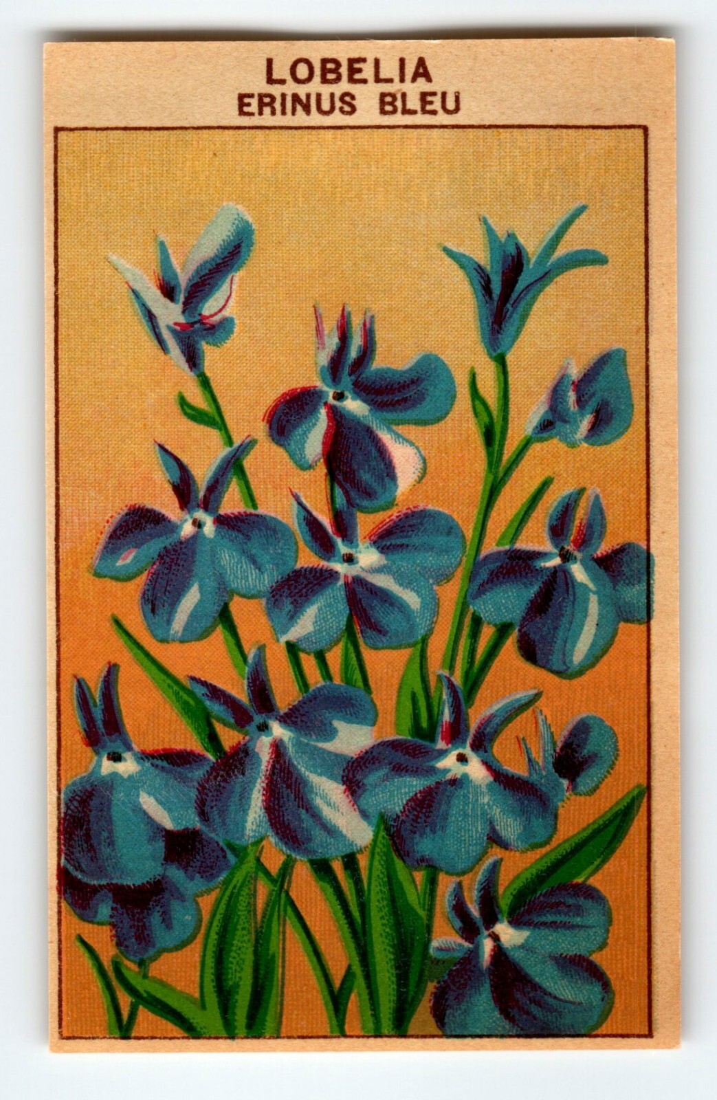 1920’s Flower Art Print LOBELIA ERINUS Lithograph Original Made For Seed Pack