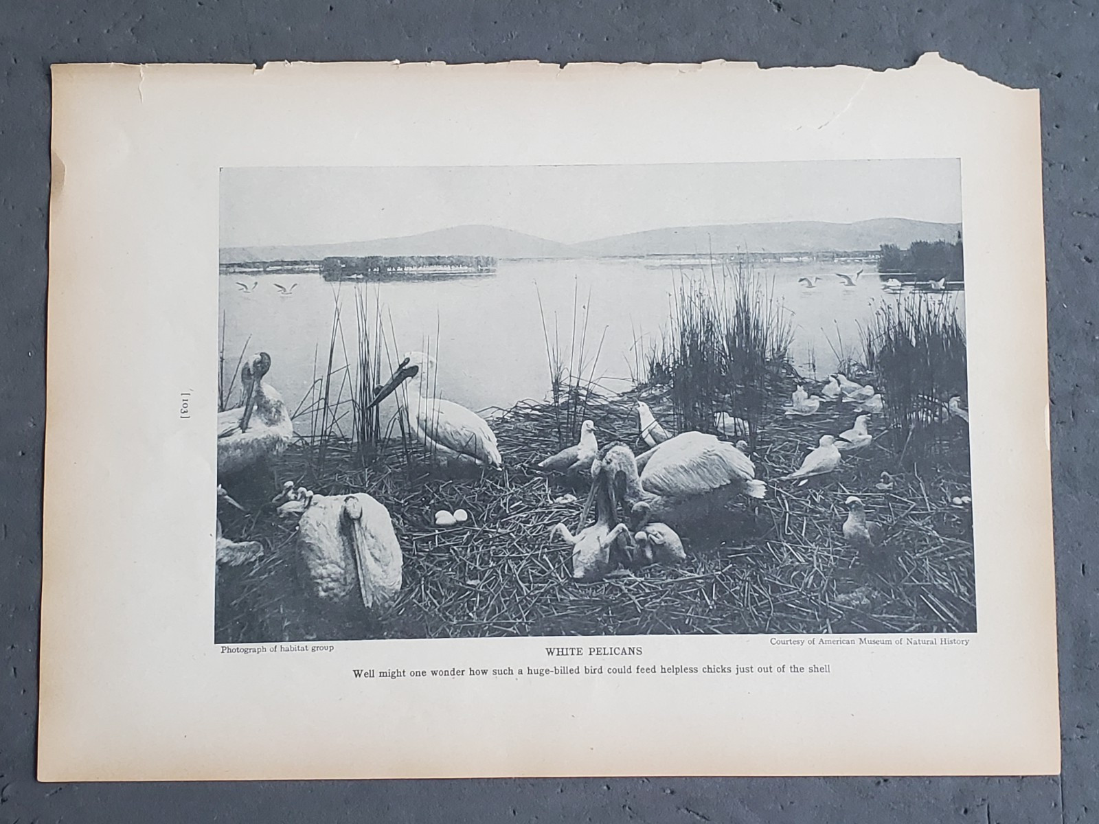 1936 Birds of America “White Pelicans”