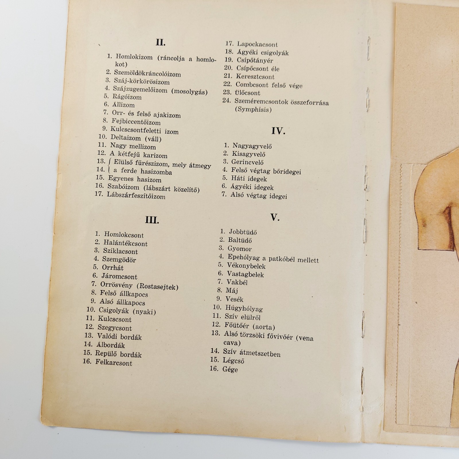 Antique Anatomy Illustration Foldable Human Body Organs c.1910s Hungary