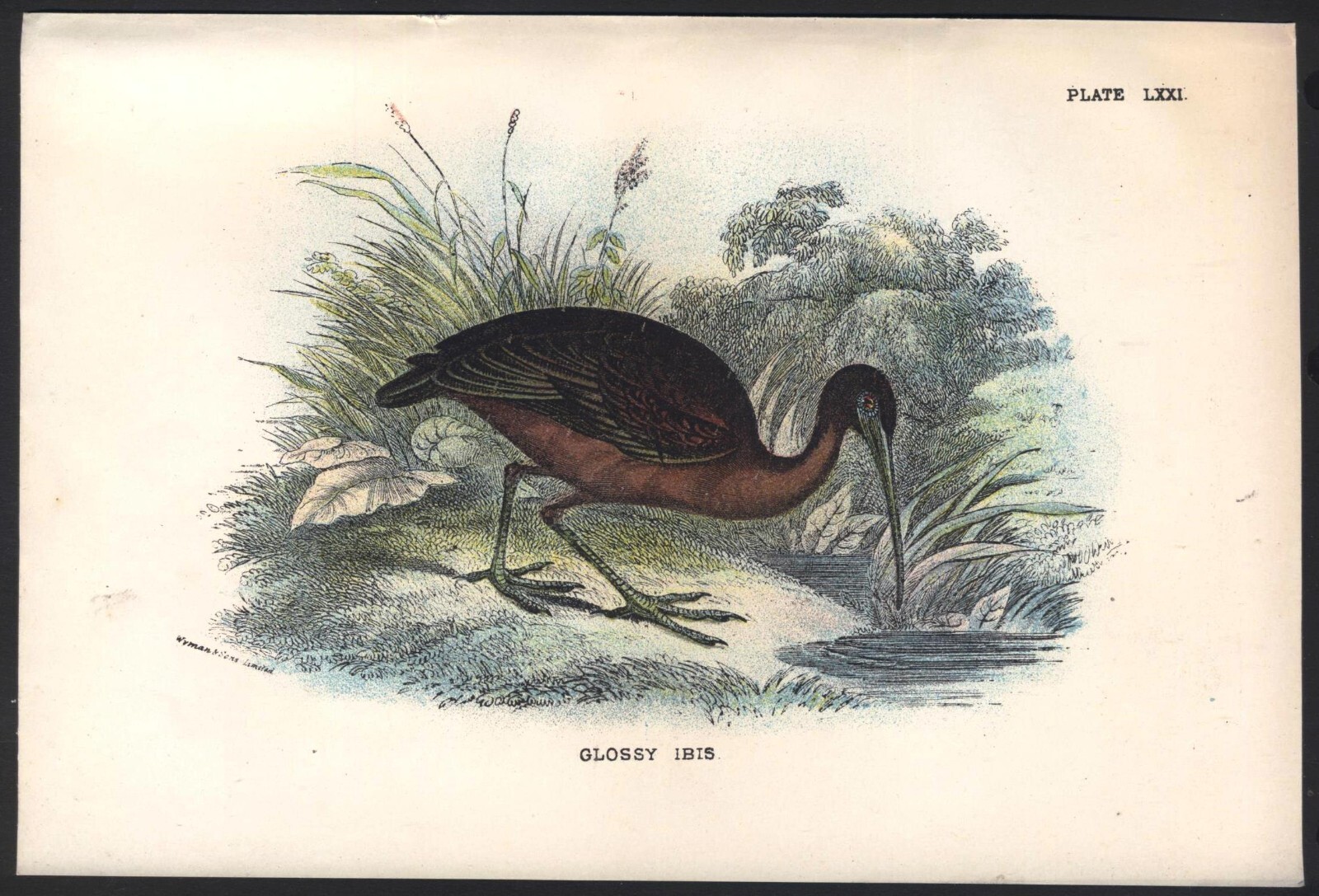 Original 19th Century Chromo-Litho BIRD Print: GLOSSY IBIS. VGC. Free UK p&p
