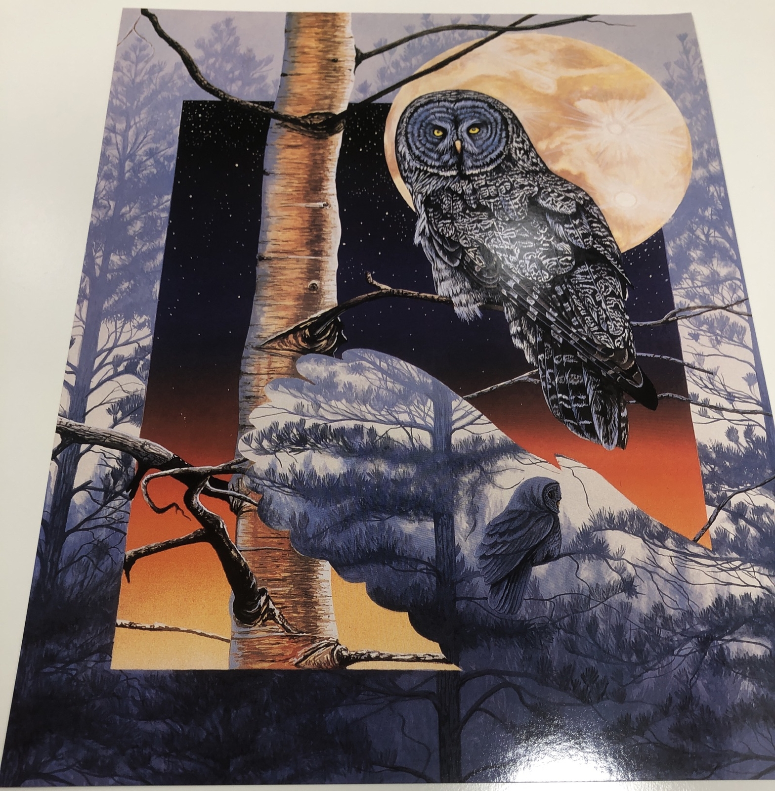 1996 Wild Animals Folder And 6 Posters USA Red Fox Owl Windows To The Wild