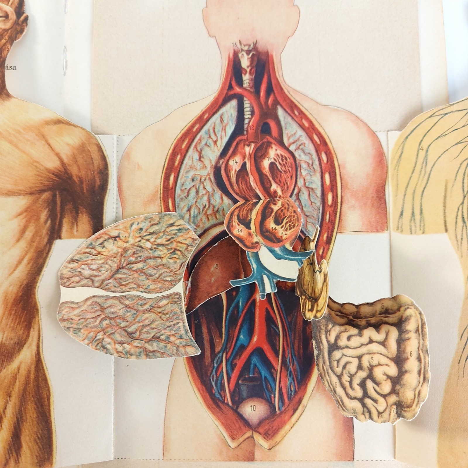 Antique Anatomy Illustration Foldable Human Body Organs c.1910s Hungary