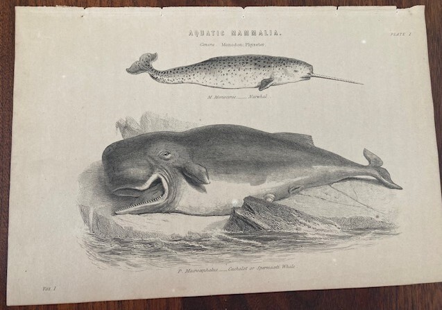 Original Engraving Jardine’s “Aquatic Mammalia: Narwhal & Sperm Whale” 1830s