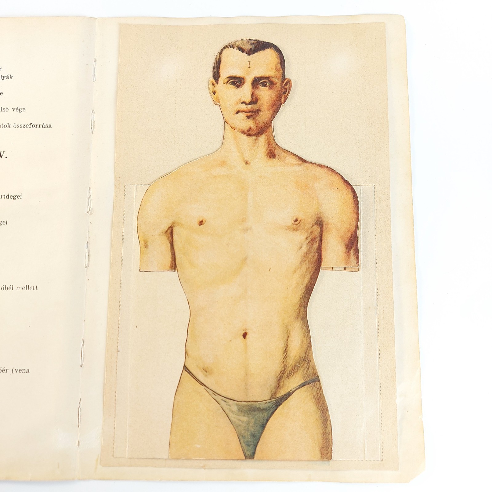 Antique Anatomy Illustration Foldable Human Body Organs c.1910s Hungary