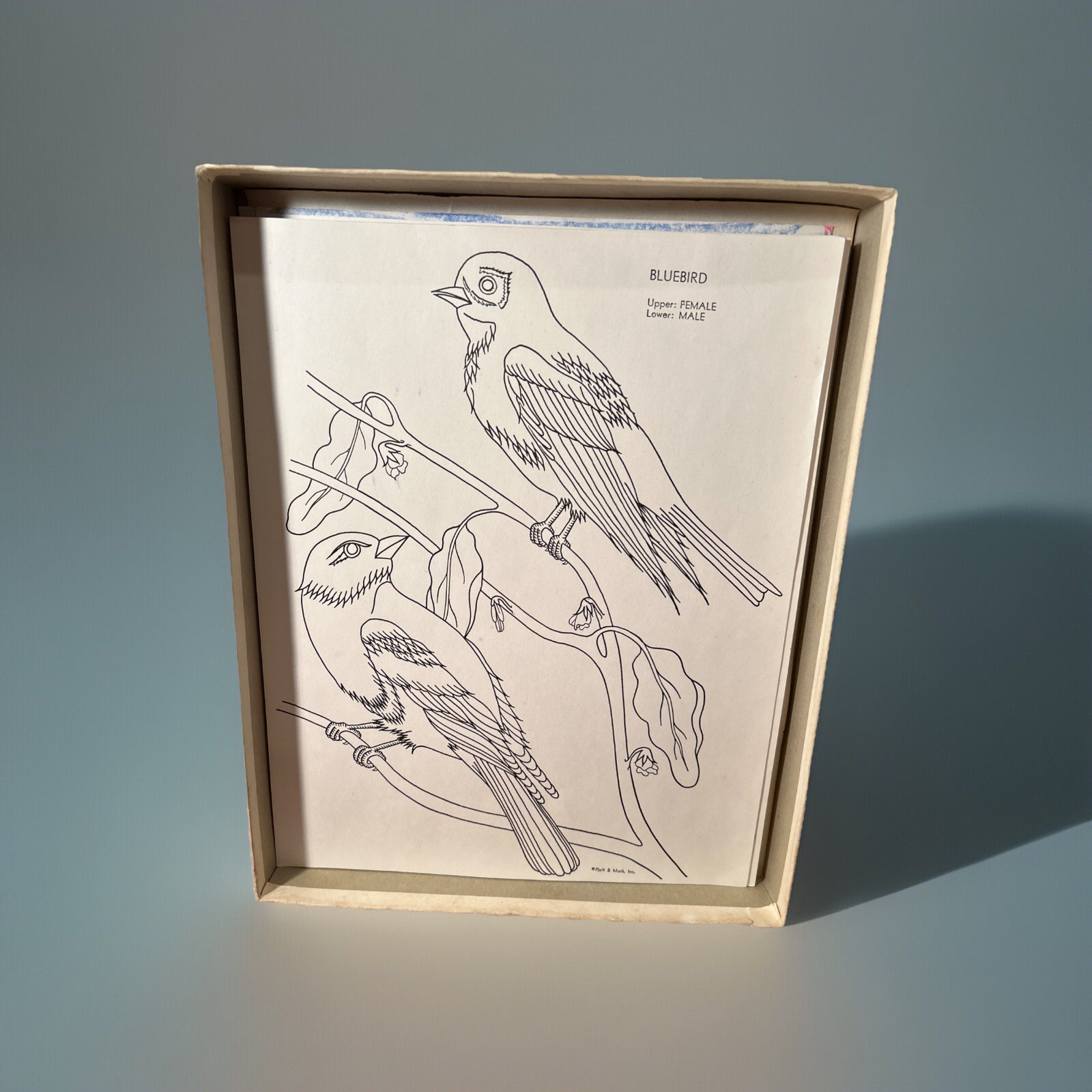 Vtg Birds to Color Coloring Sheets Fritzi Brod 1951 Platt and Munk Co. USA