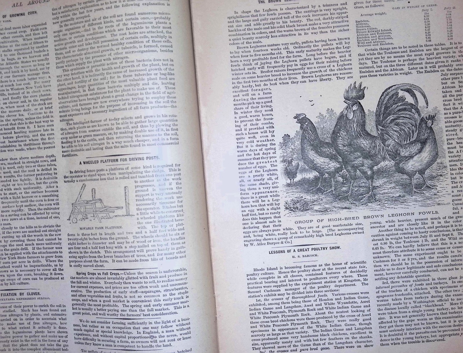 American Agriculturist Oct 20 1894 Queen Anne Farmhouse Corn Rye Poultry