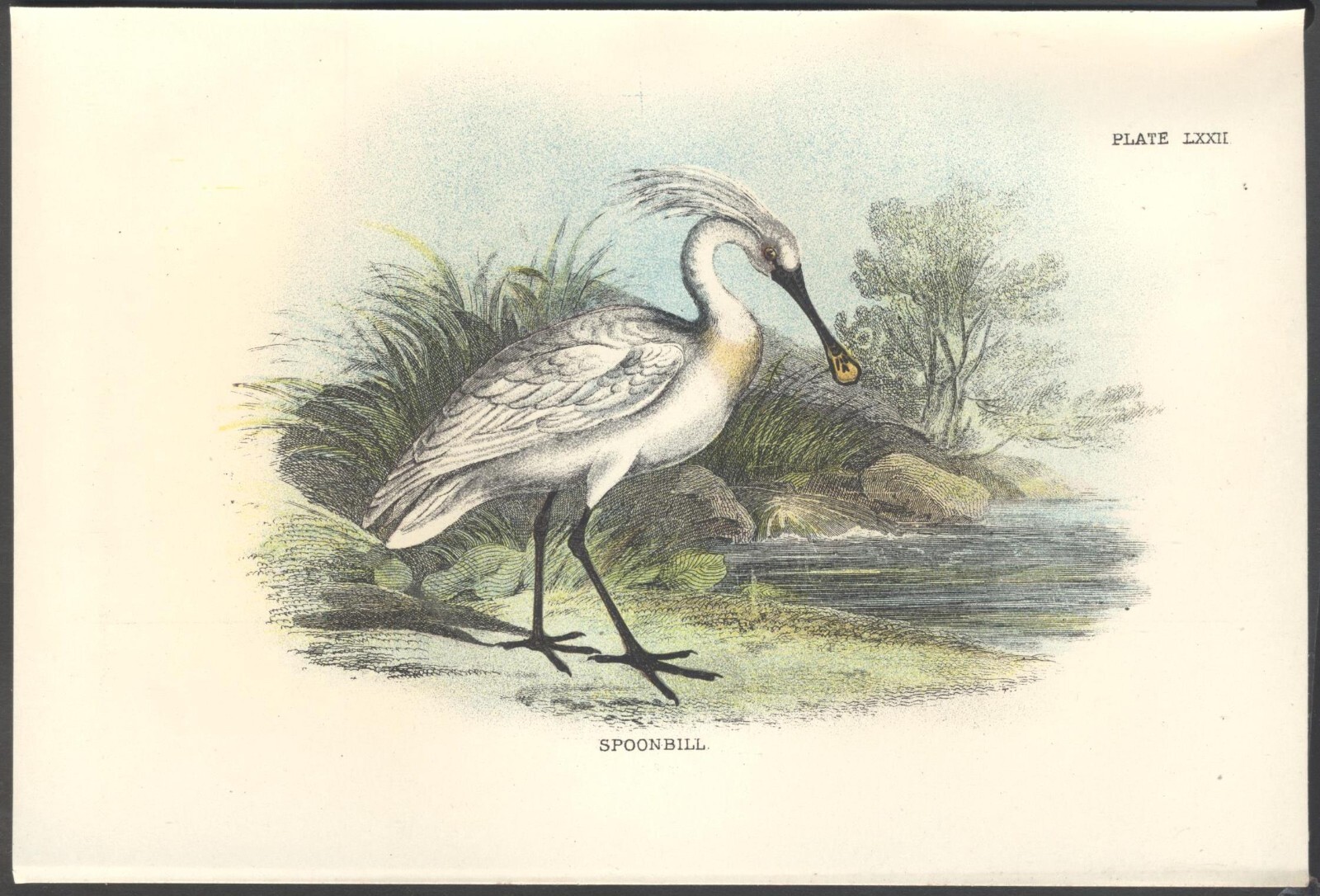 Original 19th Century Chromo-Litho BIRD Print: SPOONBILL. VGC. Free UK p&p