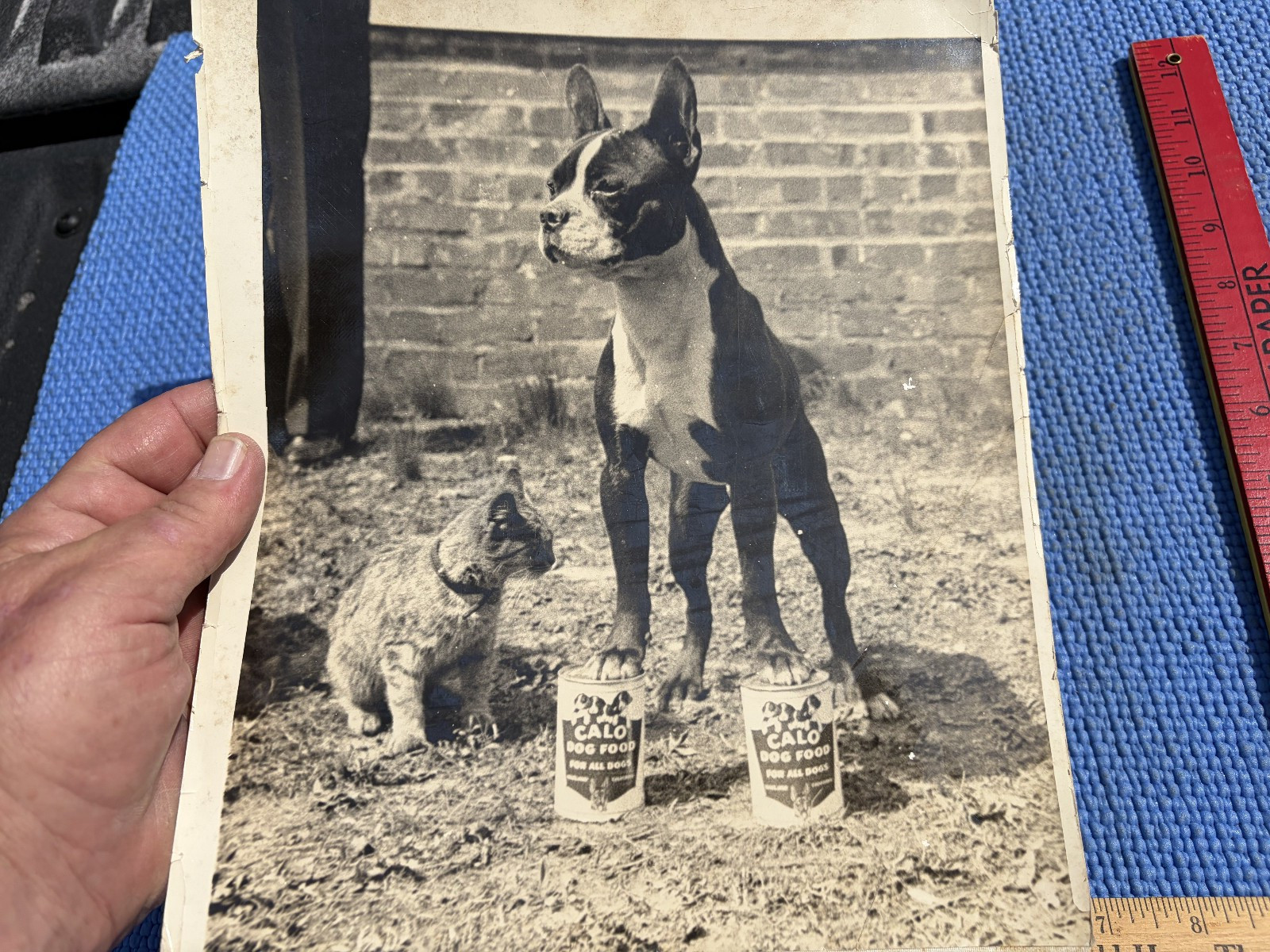 Calo Dog Food Advertising Proof RPPC photos 1950s Boston Terrier –paws on Cans