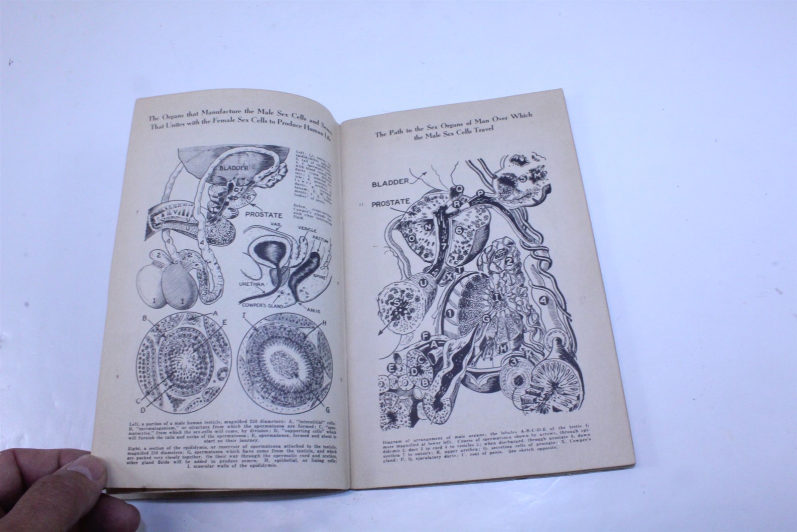 Pamphlet Stories of the Sex Life 1941 Paperback Collectible Vintage
