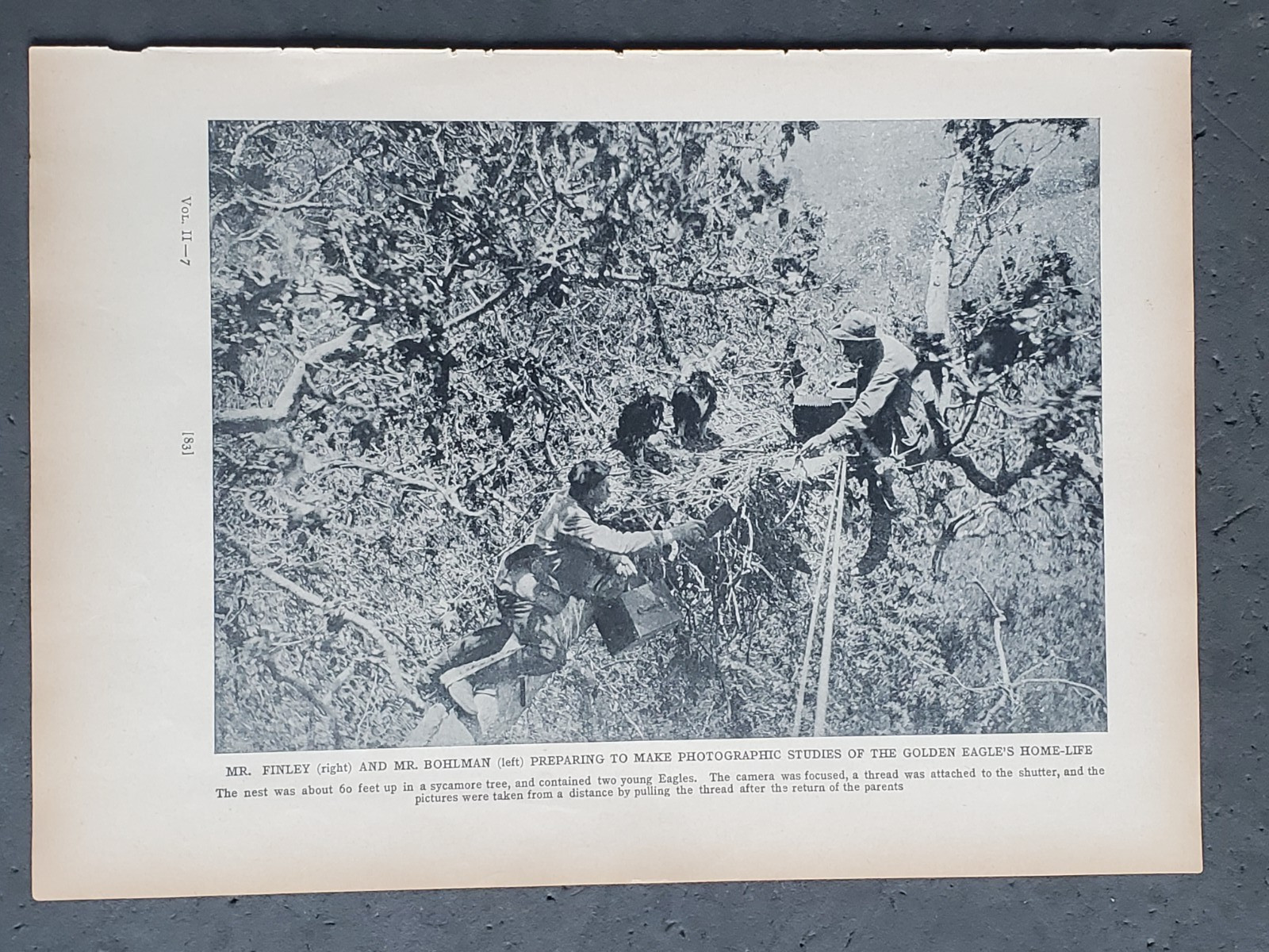 1936 Birds of America “Photographing the Golden Eagle’s Home Life”