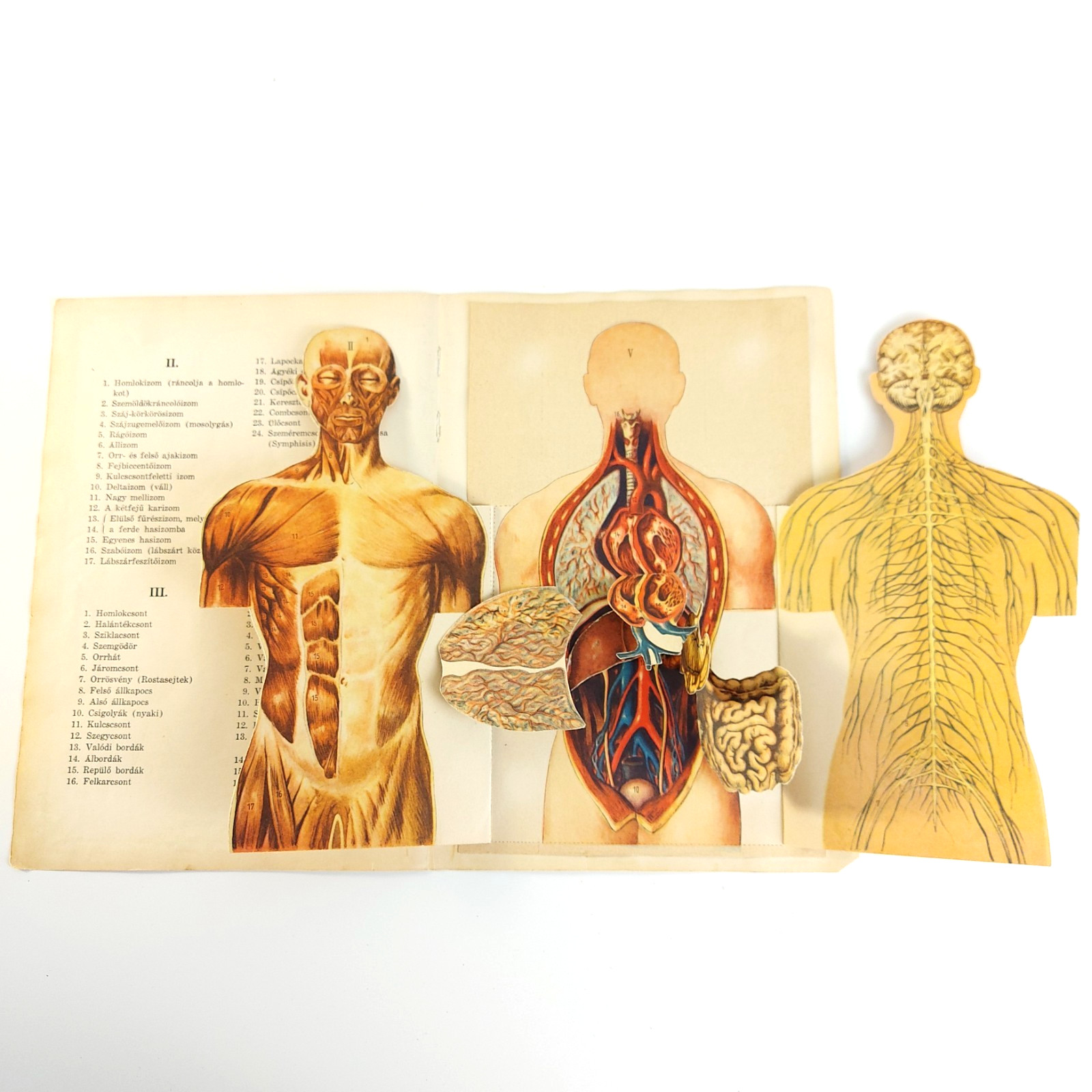 Antique Anatomy Illustration Foldable Human Body Organs c.1910s Hungary