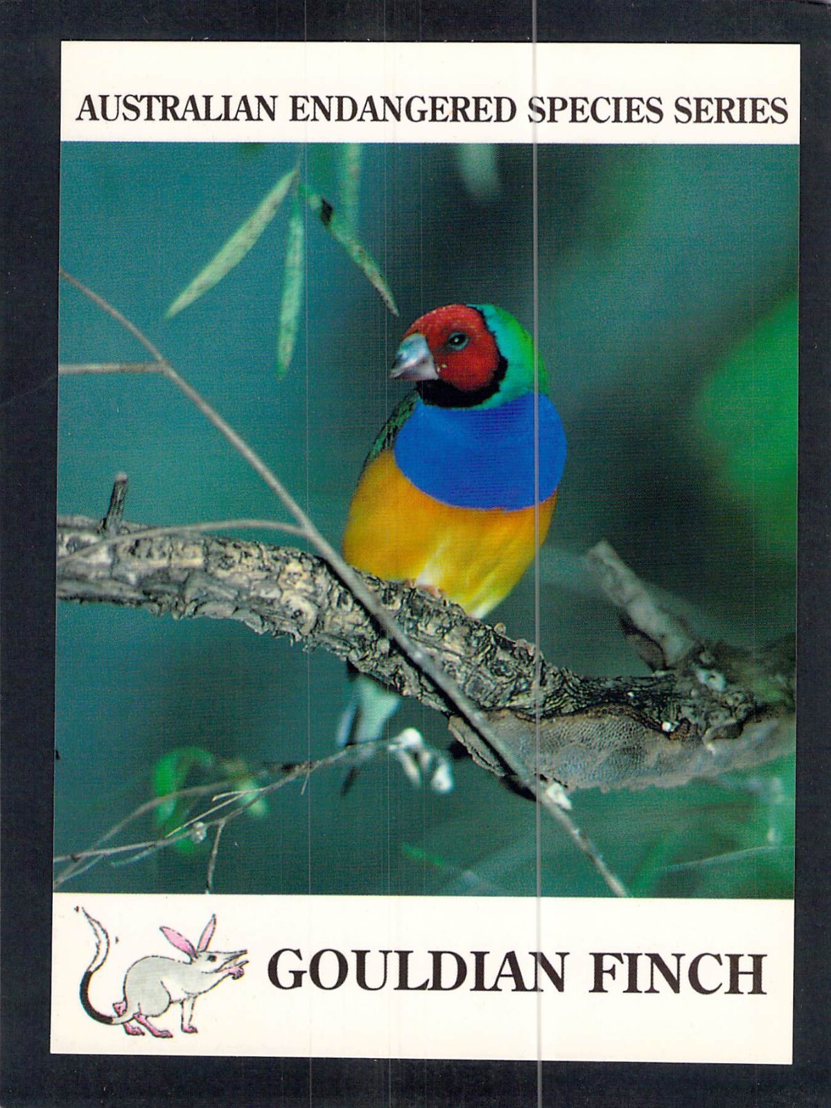S1348 Australia Birds Gouldian Finch postcard