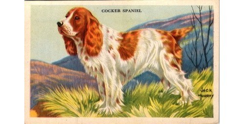 Educational Pictures Cocker Spaniel Card Jack Murray 1940s Dog Breed Info