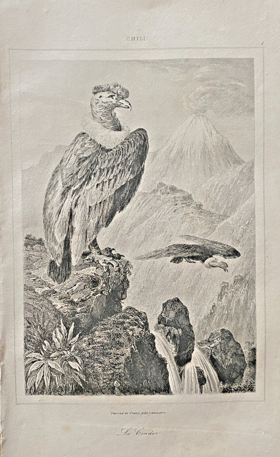 CHILI Engraving “LE CONDOR” 19th Century France History Politics Print