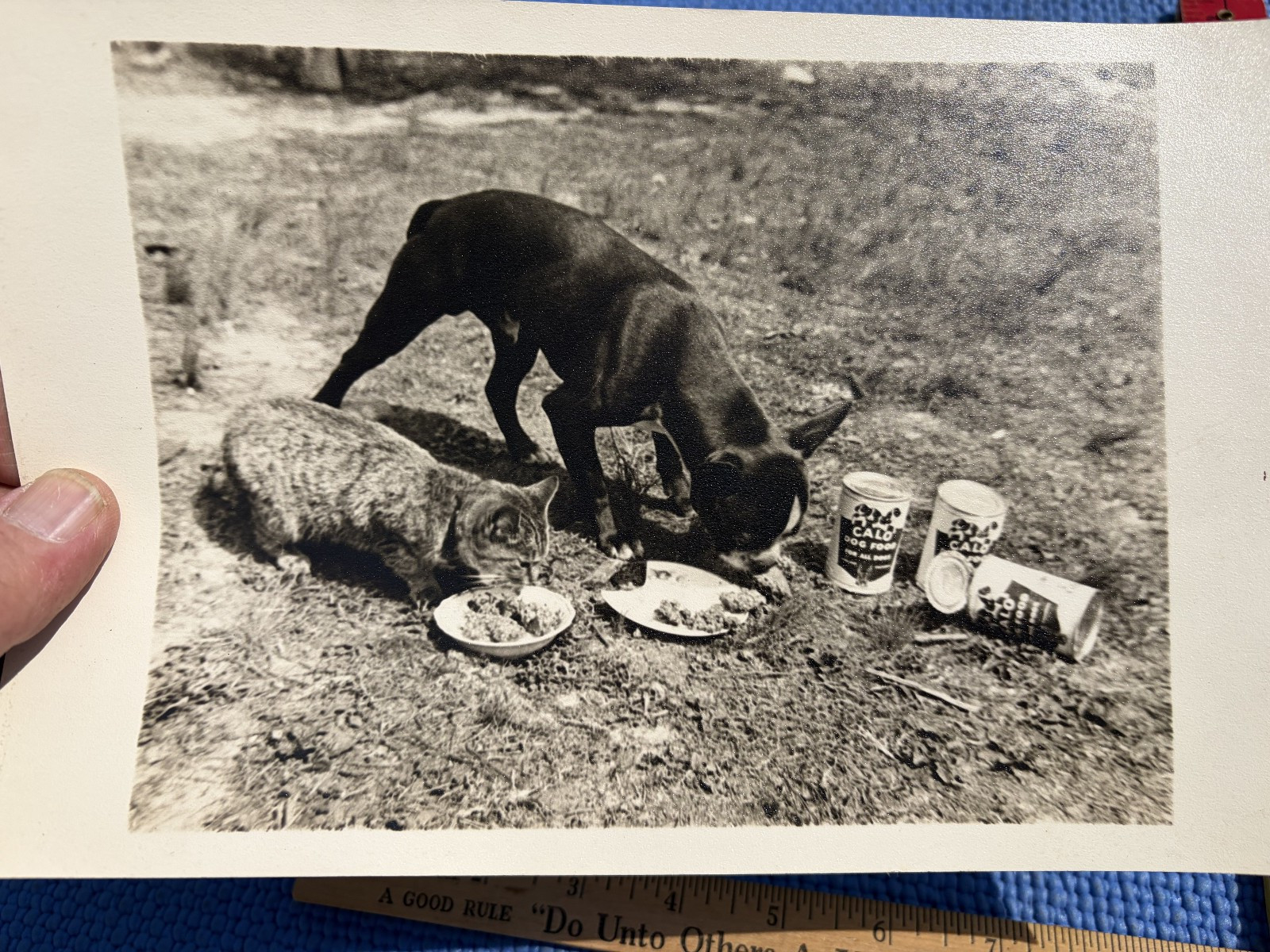 Calo Dog Food Advertising Proof RPPC photos 1950s Boston Terrier –paws on Cans