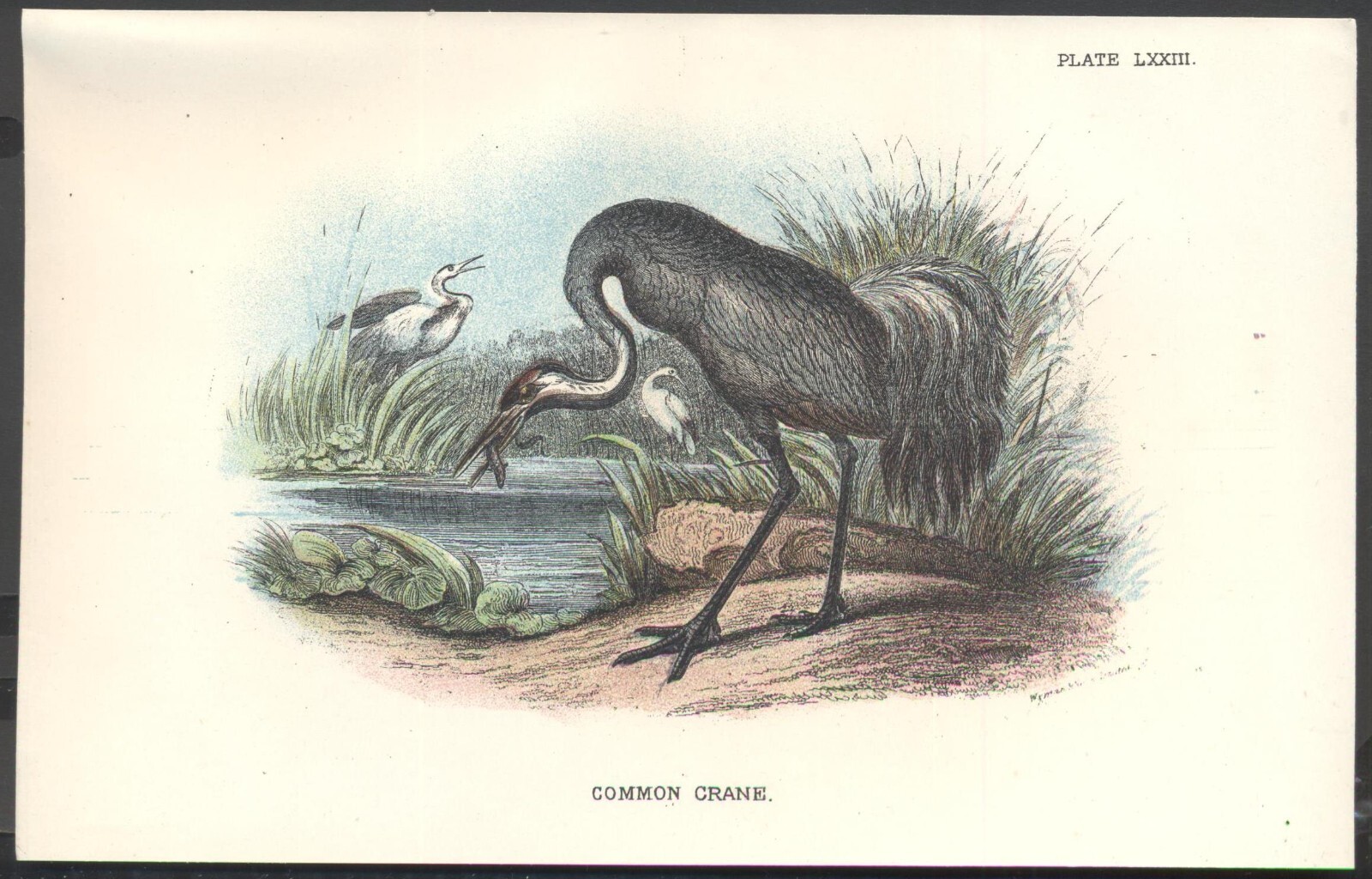 Original 19th Century Chromo-Litho BIRD Print: COMMON CRANE. VGC. Free UK p&p