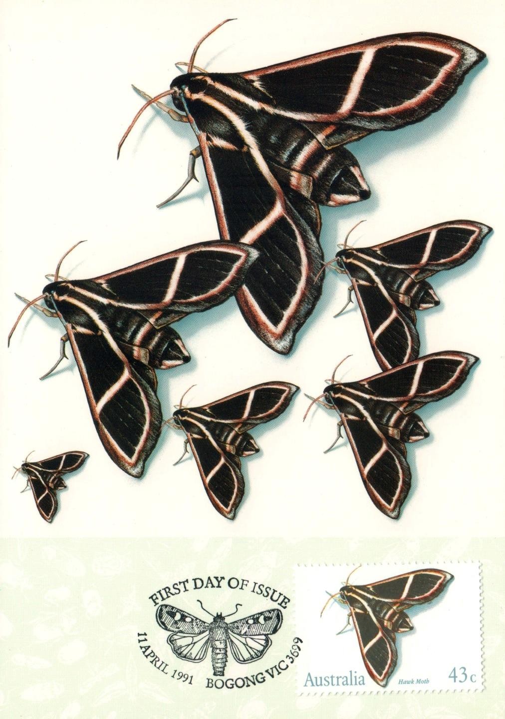 1991 Australia Hawk Moth POSTCARD Maxicard Cancelled in Bogong – as NEW