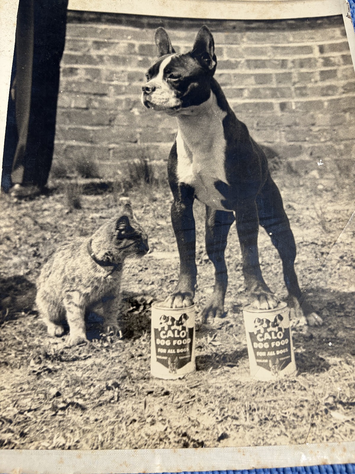 Calo Dog Food Advertising Proof RPPC photos 1950s Boston Terrier –paws on Cans