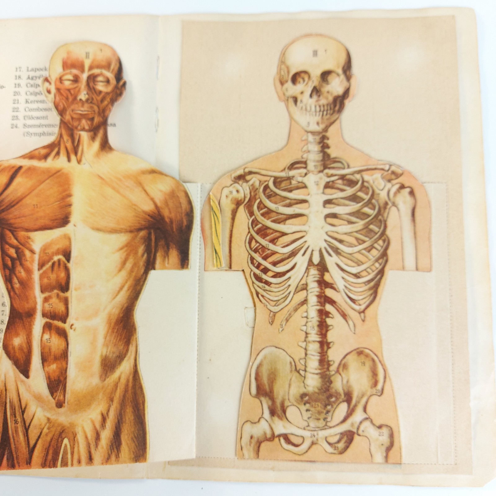 Antique Anatomy Illustration Foldable Human Body Organs c.1910s Hungary