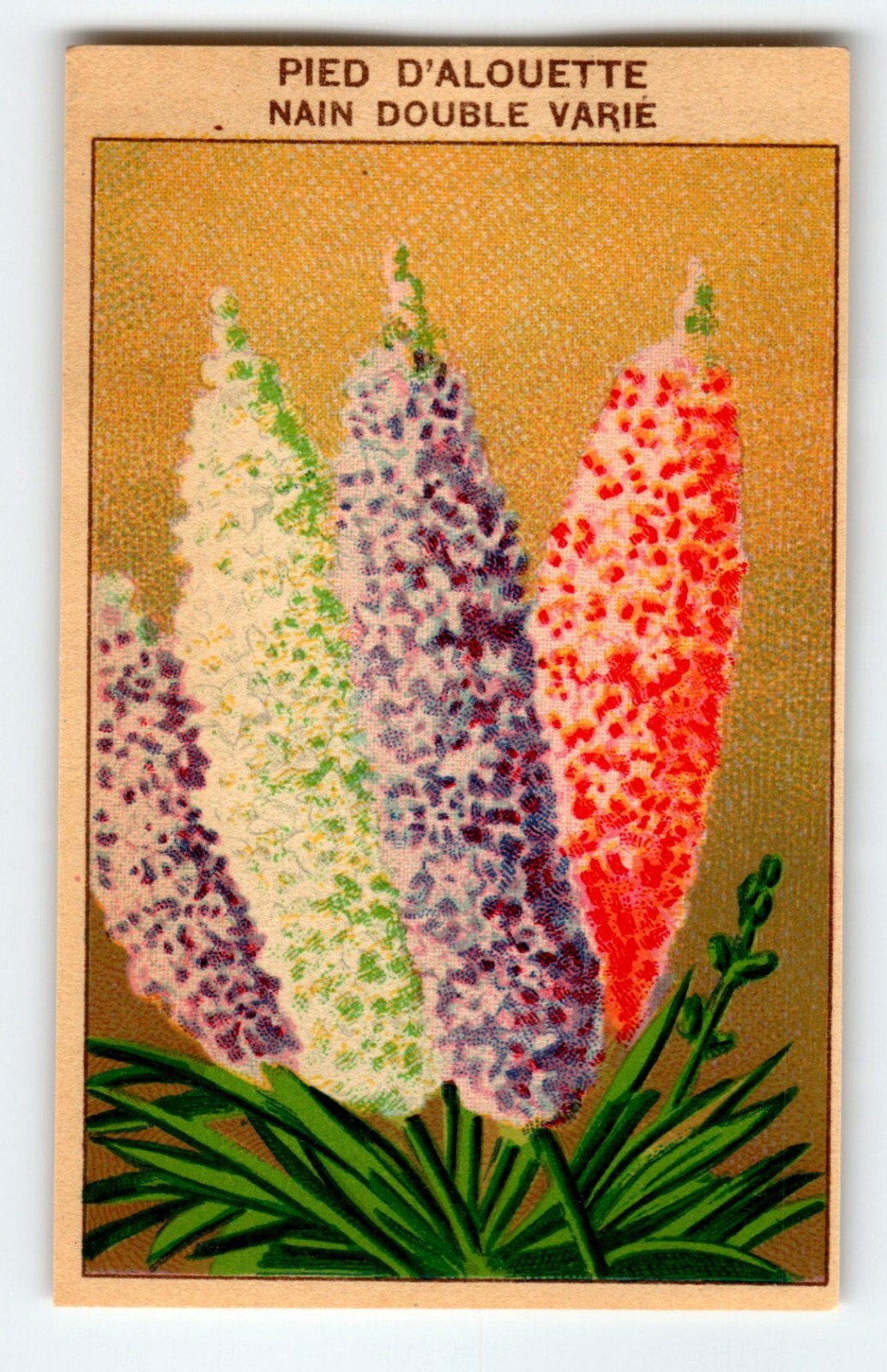 1920’s Flower Art Print PIED DALOUETTE Lithograph Original Vintage For Seed Pack