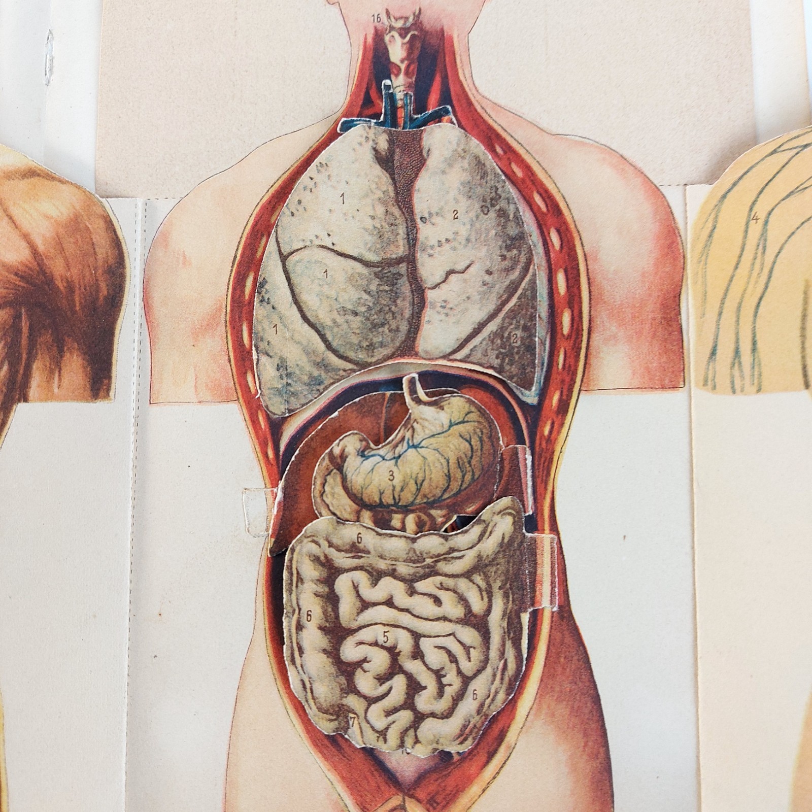 Antique Anatomy Illustration Foldable Human Body Organs c.1910s Hungary