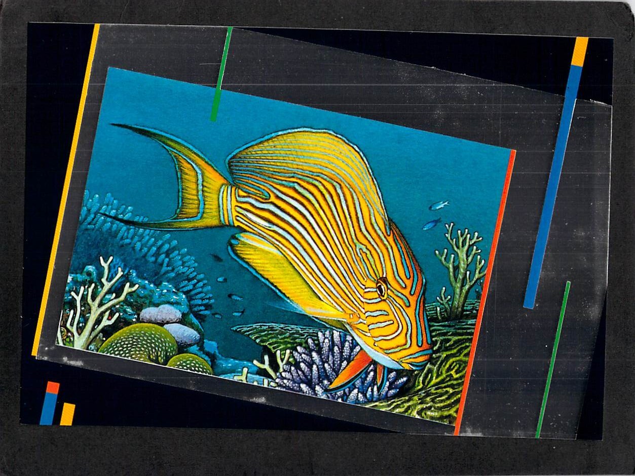 S2330 Australia Q 1988 Brisbane Expo Blue Lined Surgeonfish mint postcard