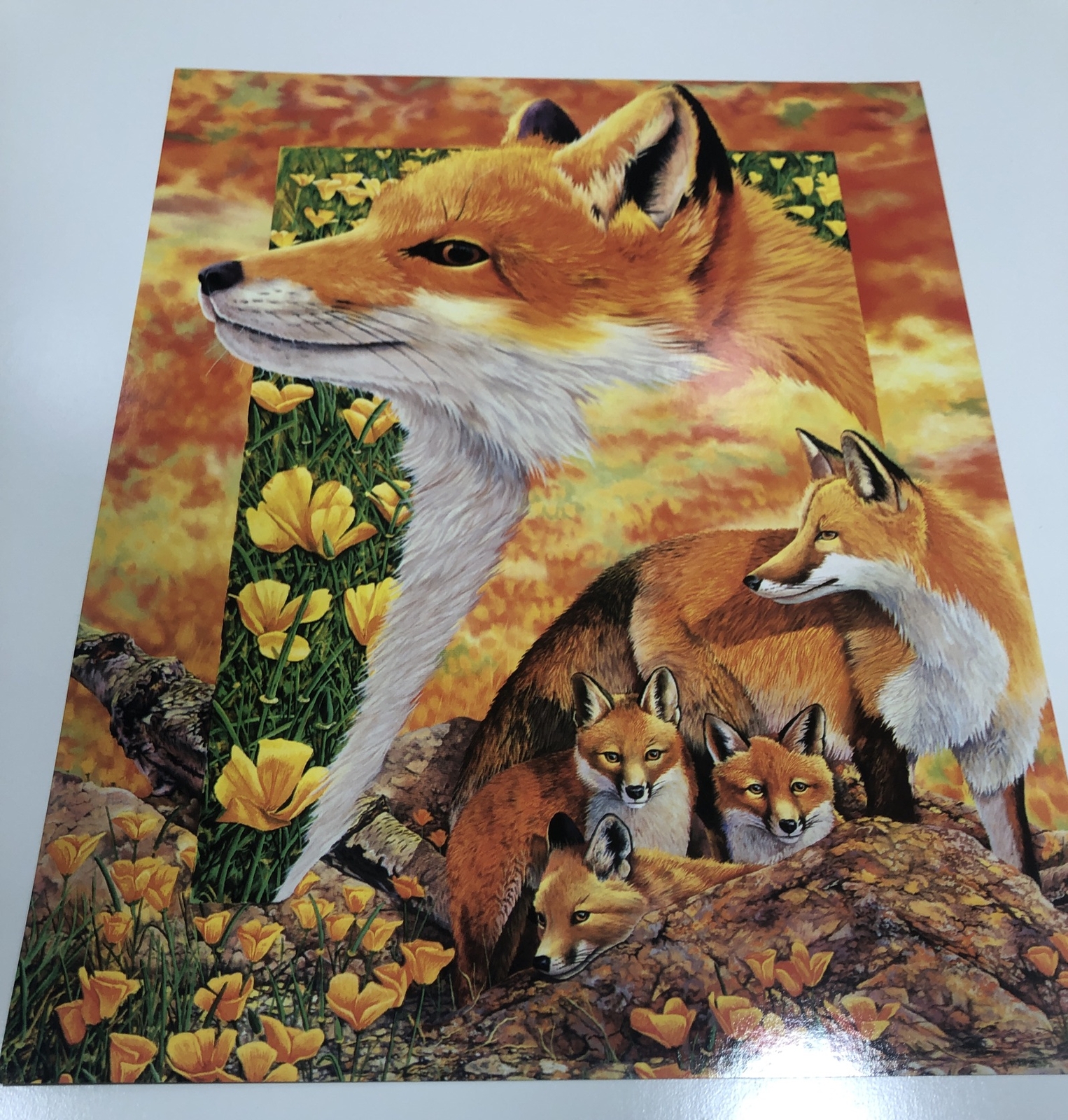 1996 Wild Animals Folder And 6 Posters USA Red Fox Owl Windows To The Wild