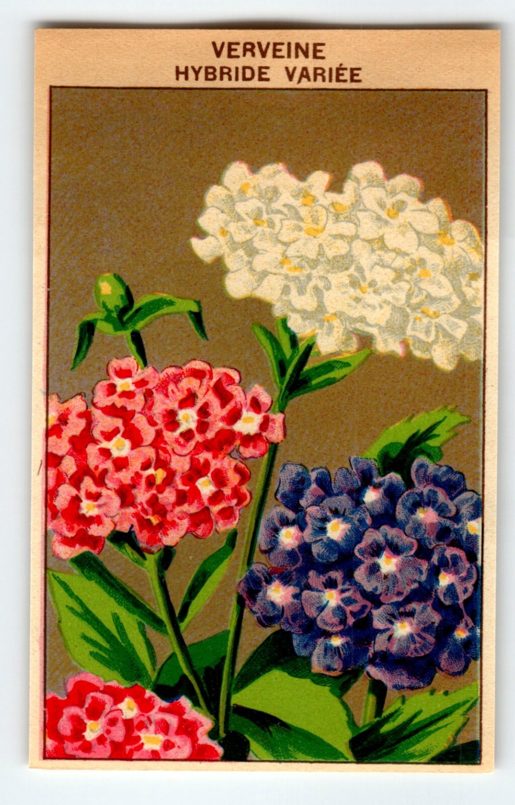 1920’s Flower Art Print VERVEINE Lithograph Original Vintage For Seed Pack