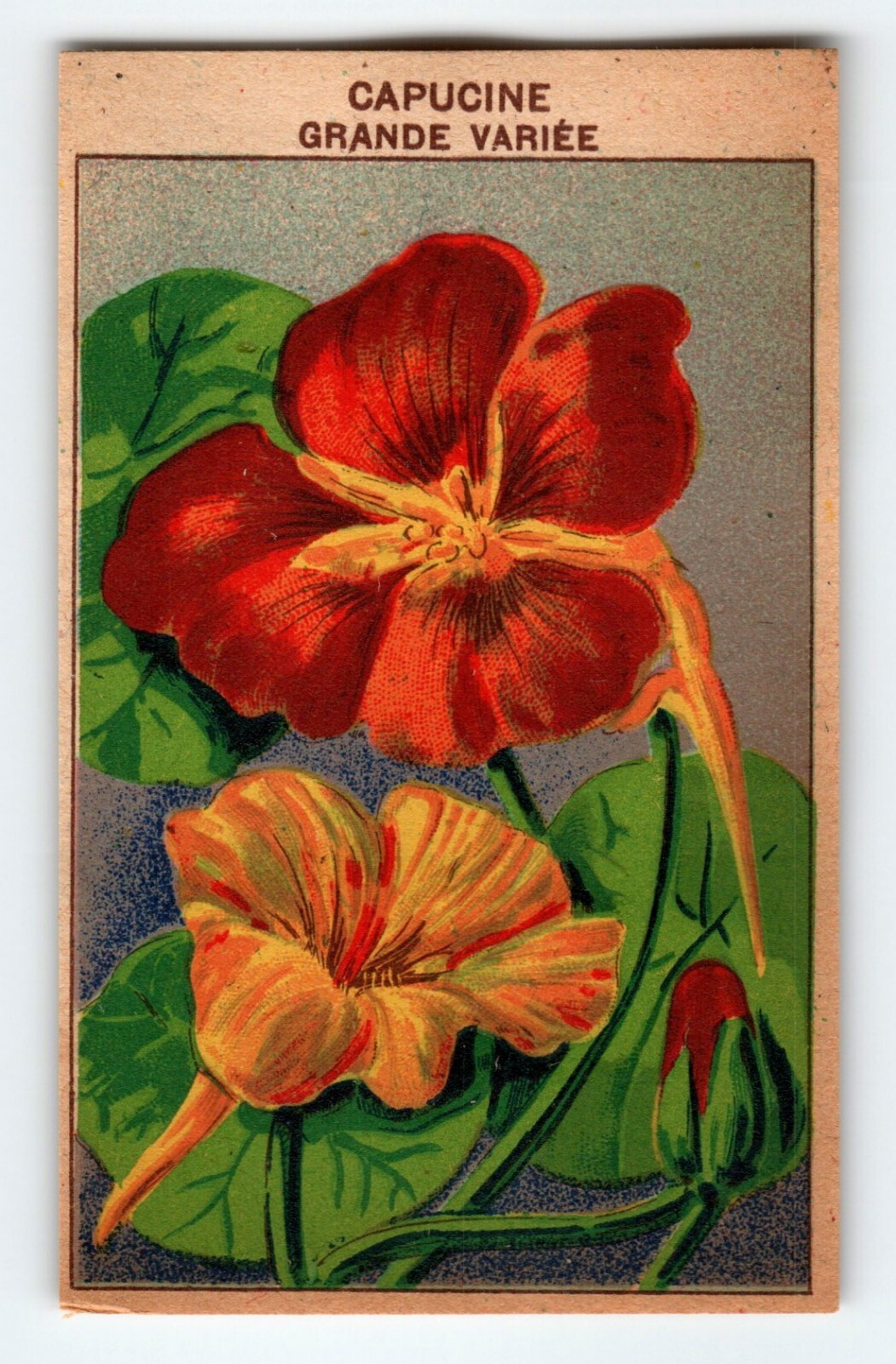 1920’s Flower Art Print CAPUCINE GRANDE Lithograph Original Made For Seed Pack