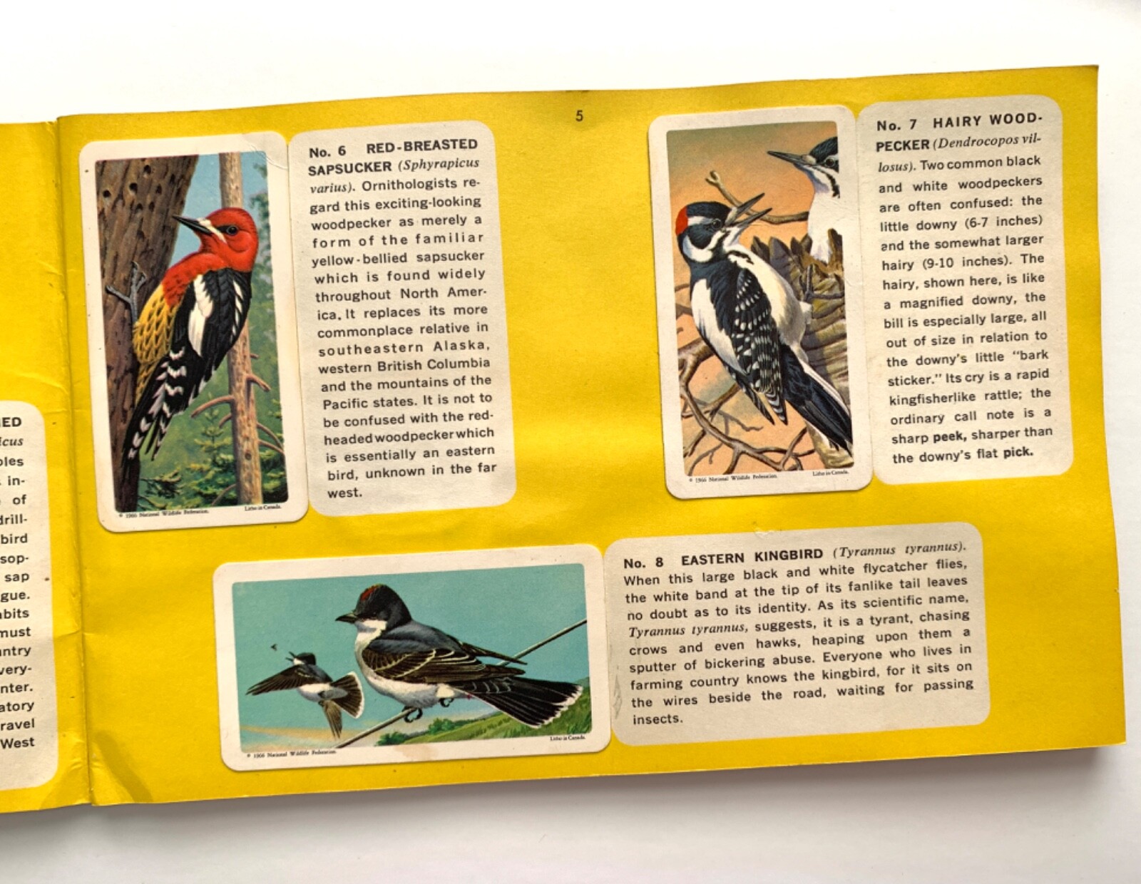 Canadian-American Songbirds Booklet Album #9, Birds, Songbirds, Brooke Bond 1966