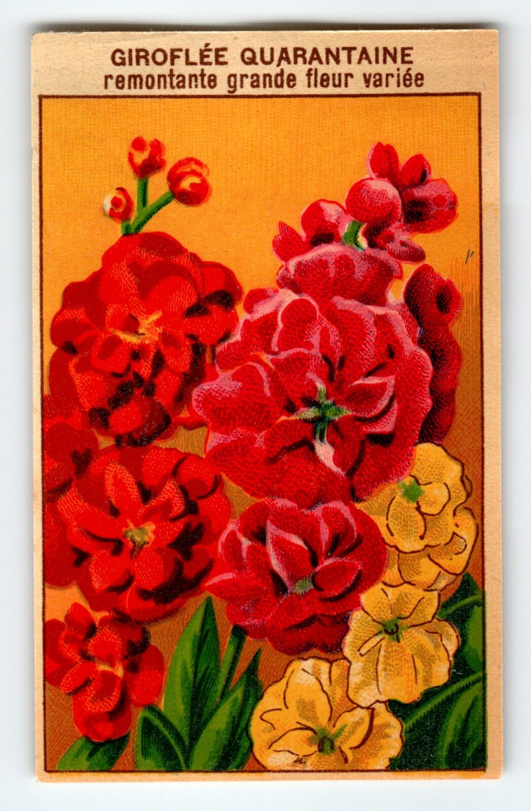 1920’s Flower Art Print GIROFLEE Lithograph Original Vintage For Seed Pack