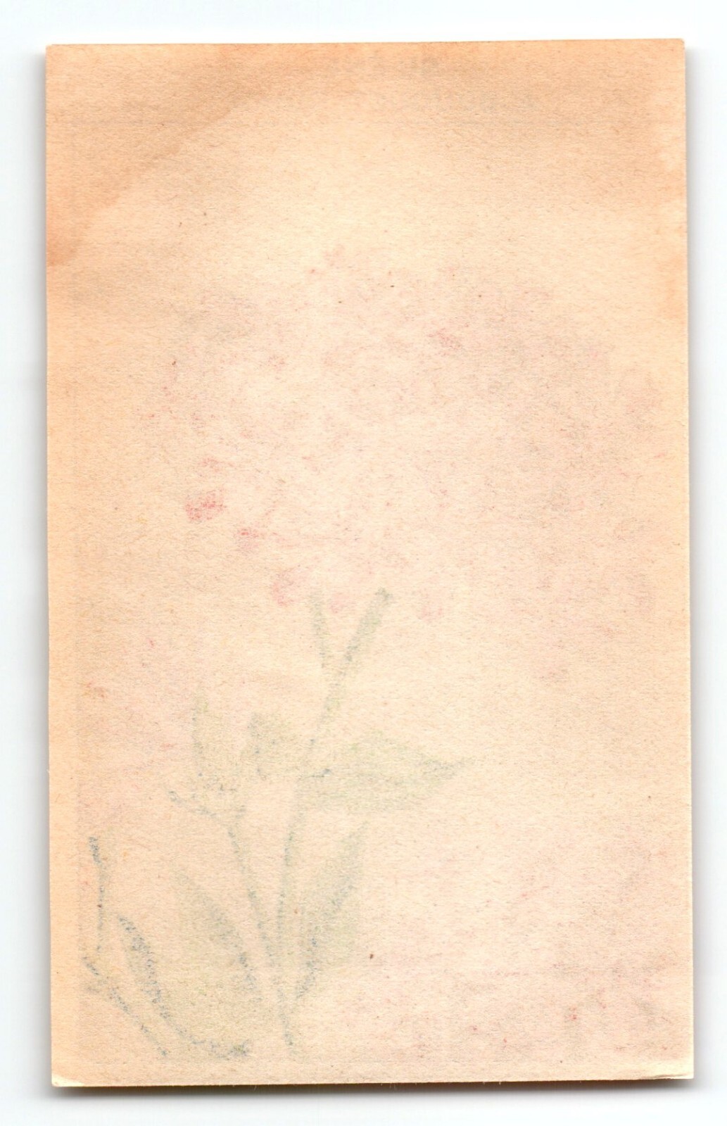 1920’s Flower Art Print SILENE A BOUQUET Lithograph Original Made For Seed Pack