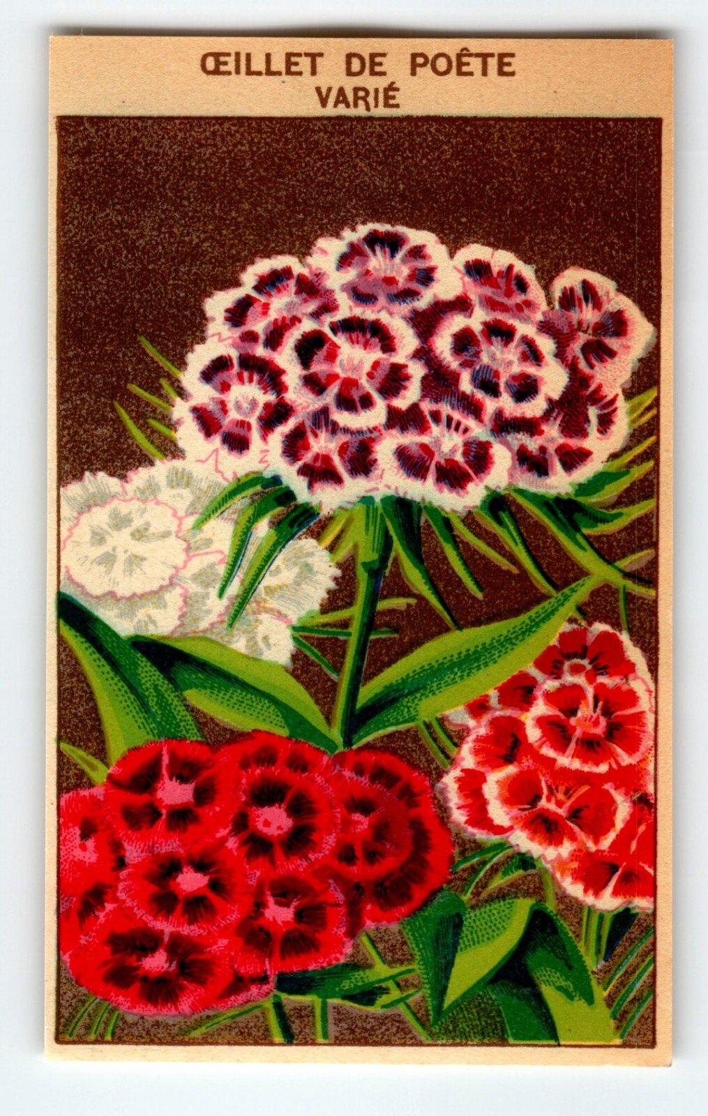 1920’s Flower Art Print OEILLET De Poete Lithograph Original Made For Seed Pack