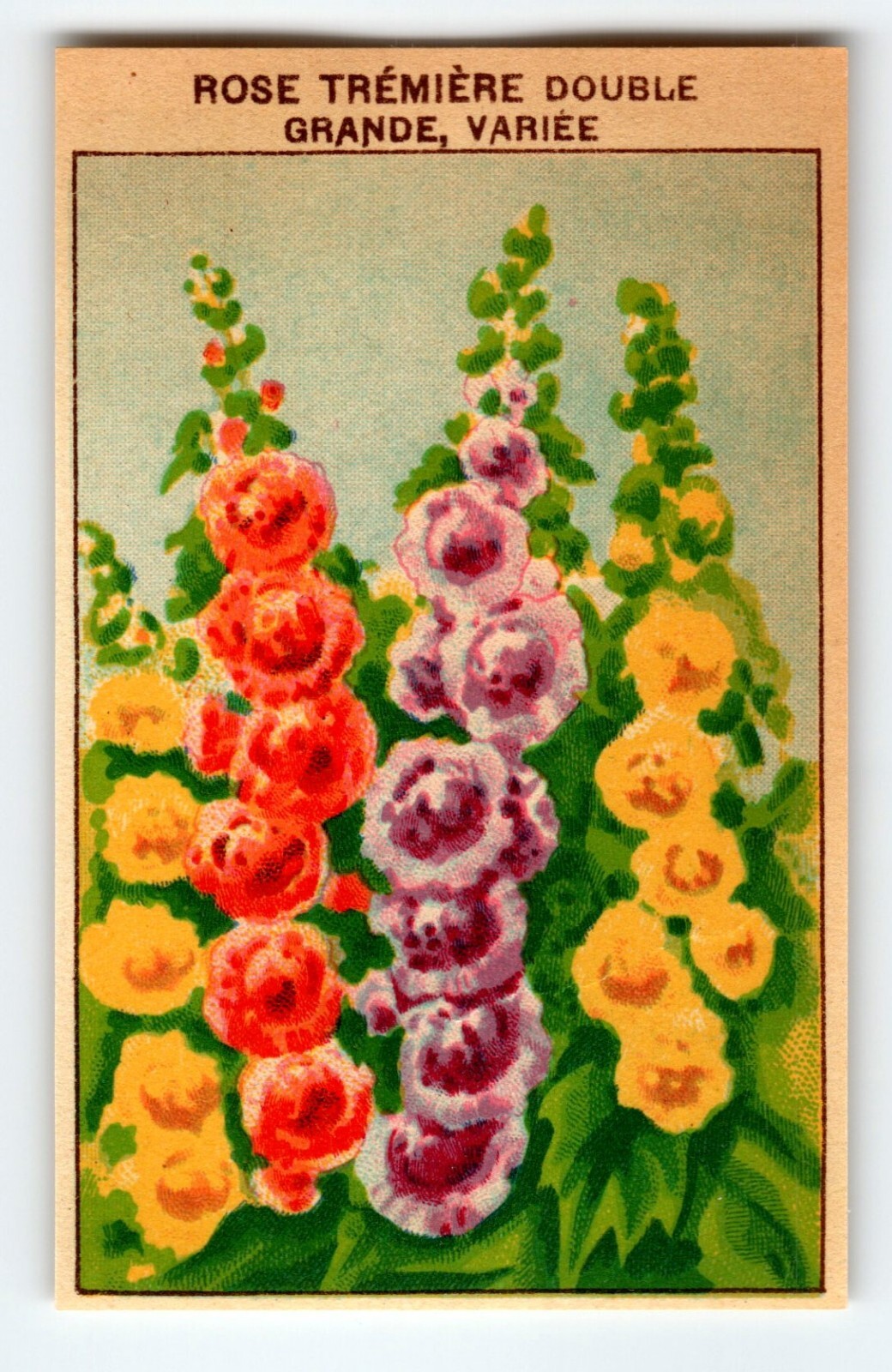 1920’s Flower Art Print ROSE TREMIERE Lithograph Original Made For Seed Pack