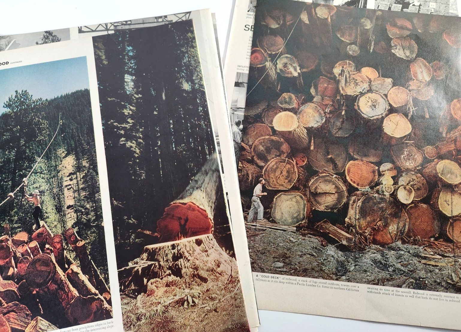 Timber Industry Logging Forestry Vtg 1955 Magazine Print 10 Page Article Images