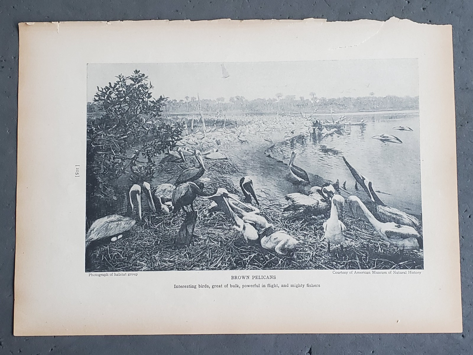 1936 Birds of America “Brown Pelicans”
