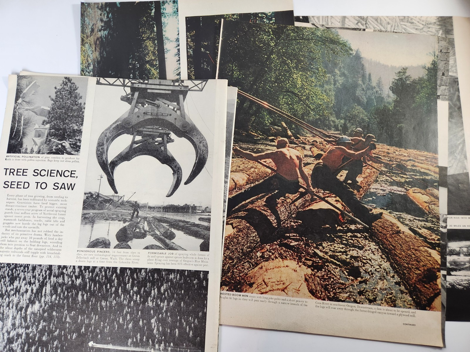 Timber Industry Logging Forestry Vtg 1955 Magazine Print 10 Page Article Images