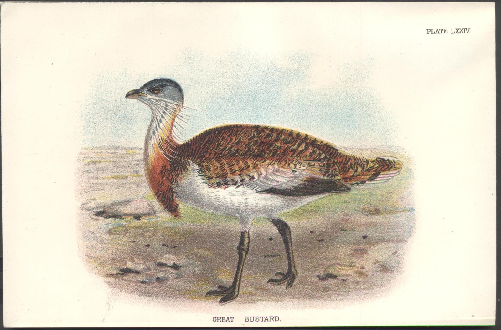 Original 19th Century Chromo-Litho BIRD Print: GREAT BUSTARD. VGC. Free UK p&p