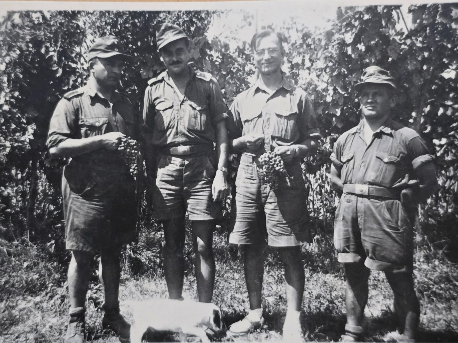 1944 ITALY VINEYARD WEHRMACHT w GRAPES DOG K9 WW2 WWII German Military Photo