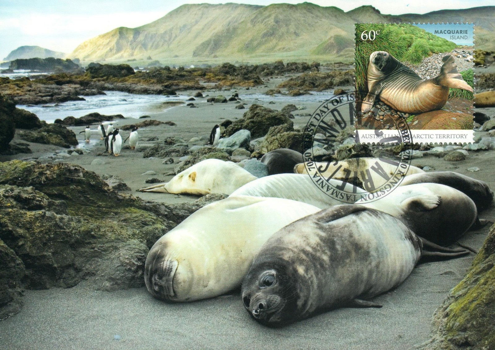2010 Southern Elephant Seals POSTCARD Maxicard FDI 60c Stamp CTO in Kingston