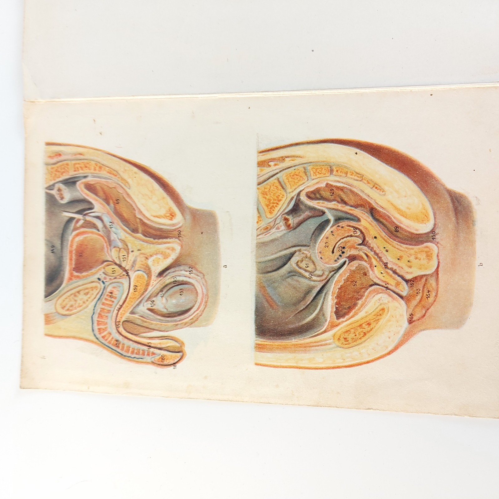 Old Antique Anatomy Illustration Skeleton Pregnancy Organs c.1910s Hungary