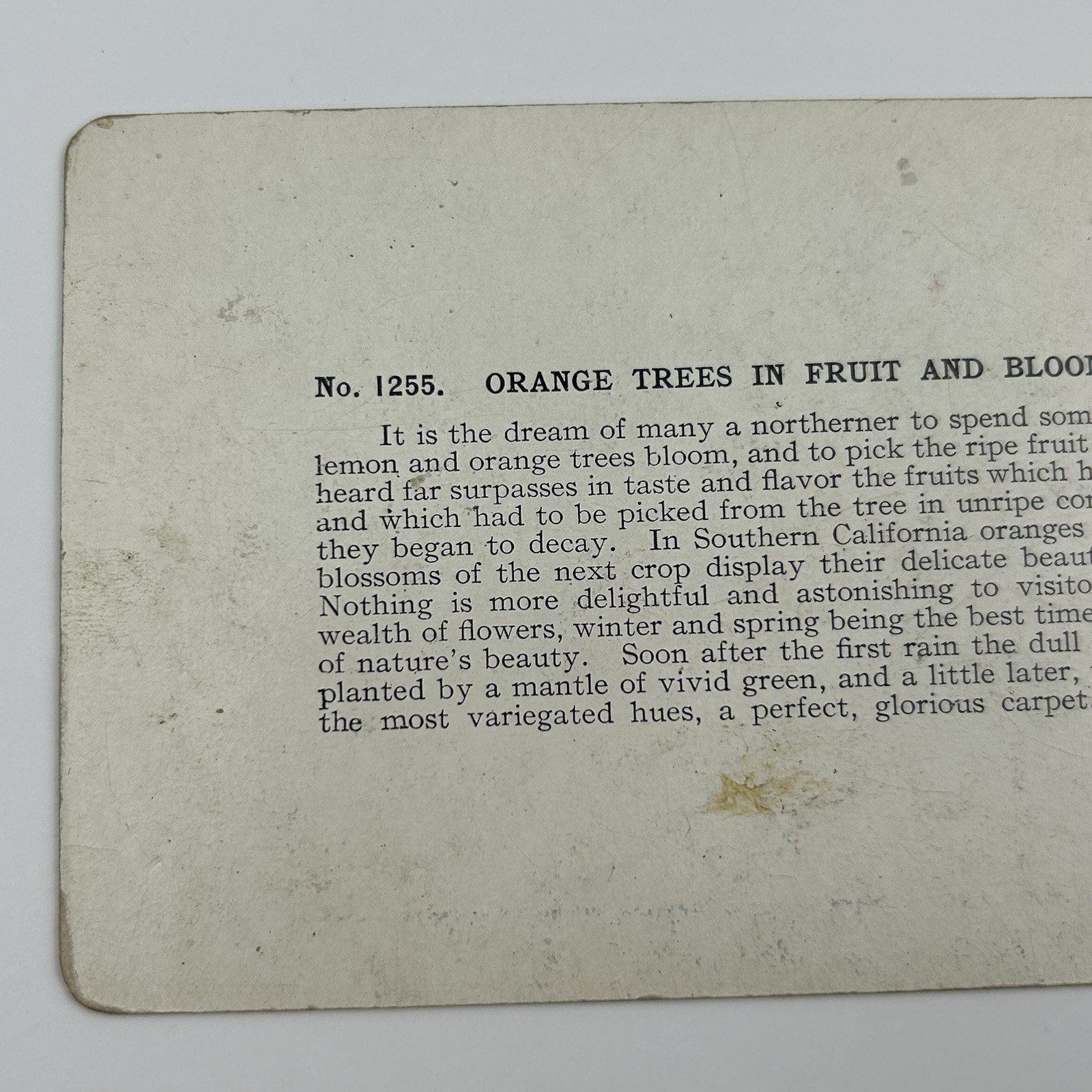 1905 Orange Trees Fruit Bloom Los Angeles Cal Stereoview Photo T W Ingersoll L-1