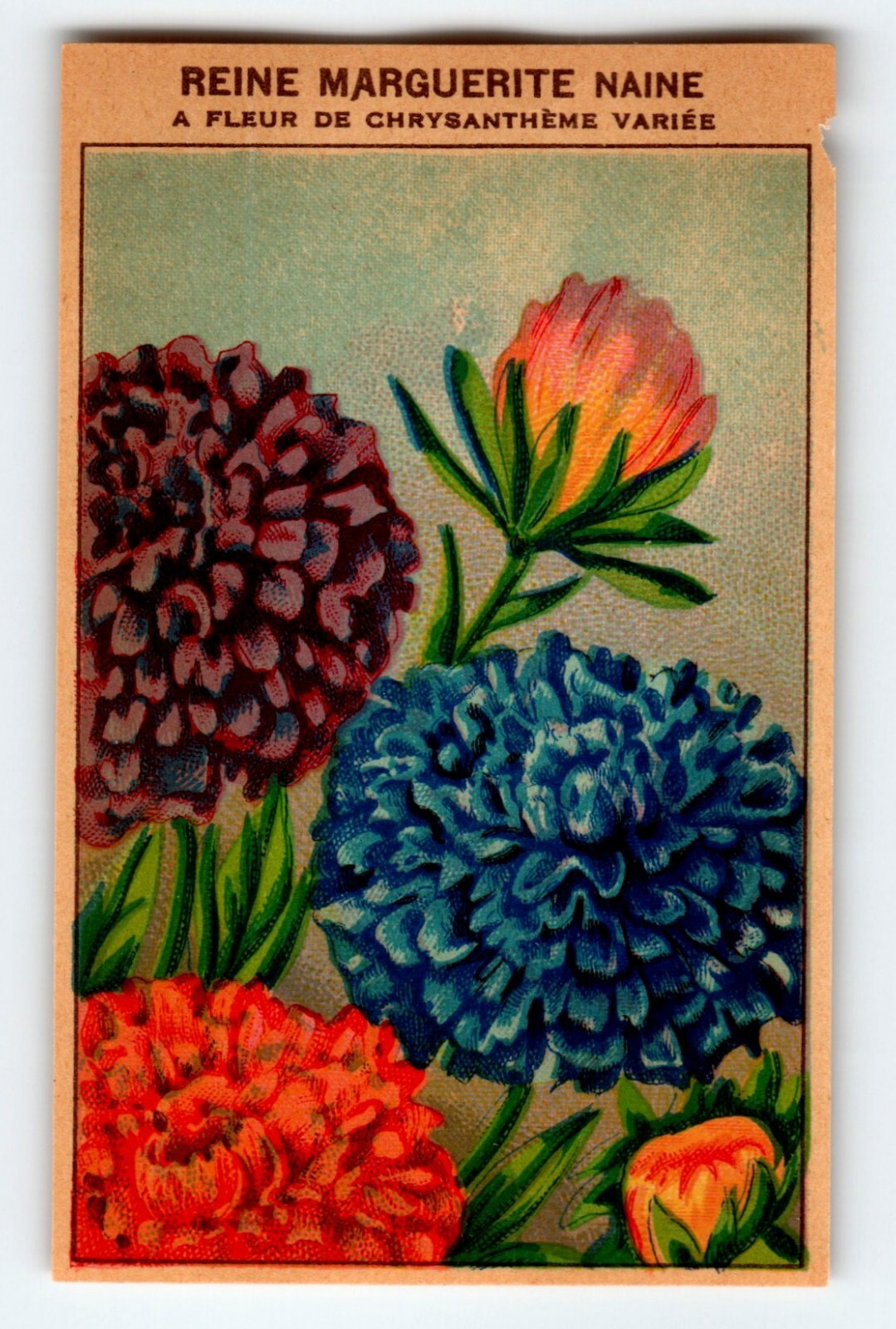 1920’s Flower Seed Art Print REINE MARGUERITE Lithograph Original Vintage Unused