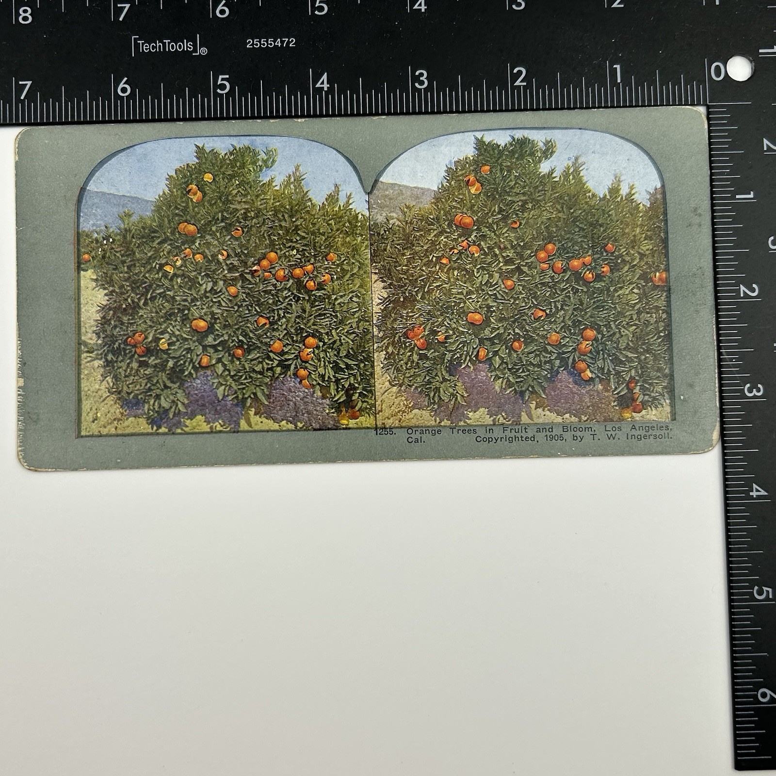 1905 Orange Trees Fruit Bloom Los Angeles Cal Stereoview Photo T W Ingersoll L-1