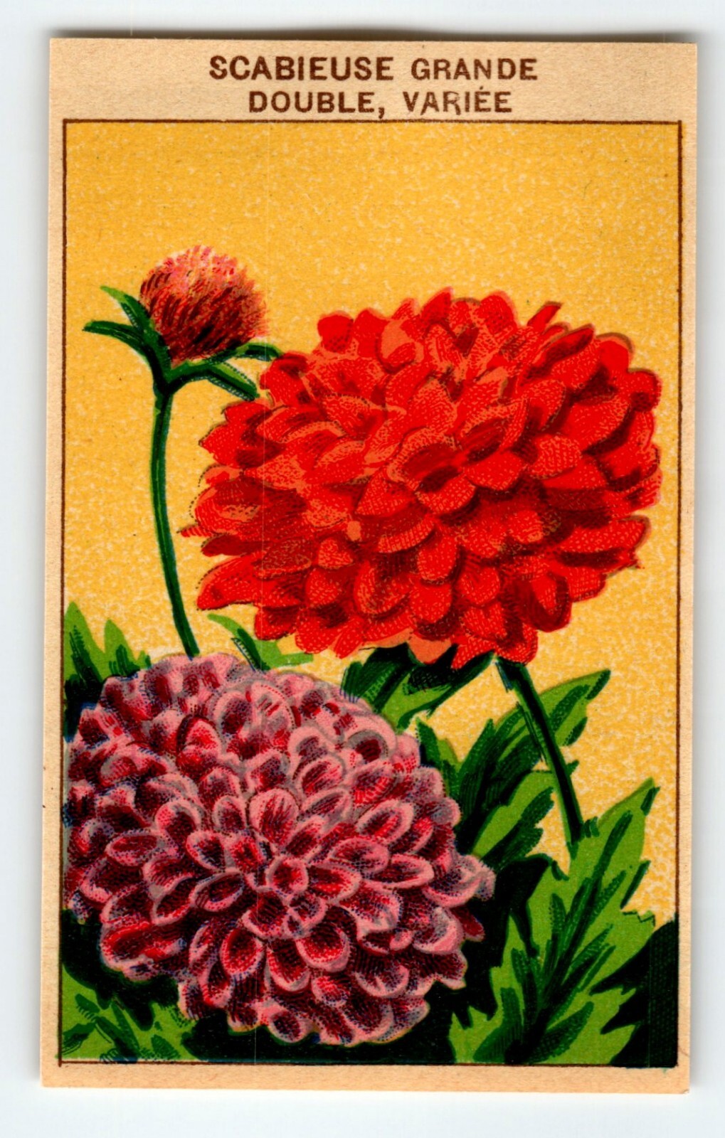 1920’s Flower Art Print SCABIEUSE GRANDE Lithograph Original Made For Seed Pack