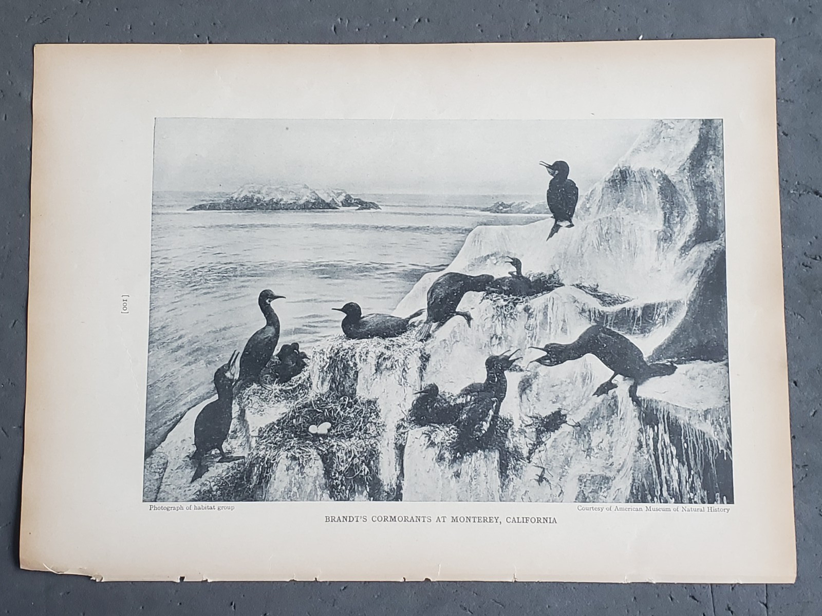 1936 Birds of America “Brandi’s Cormorants at Monterrey, California”