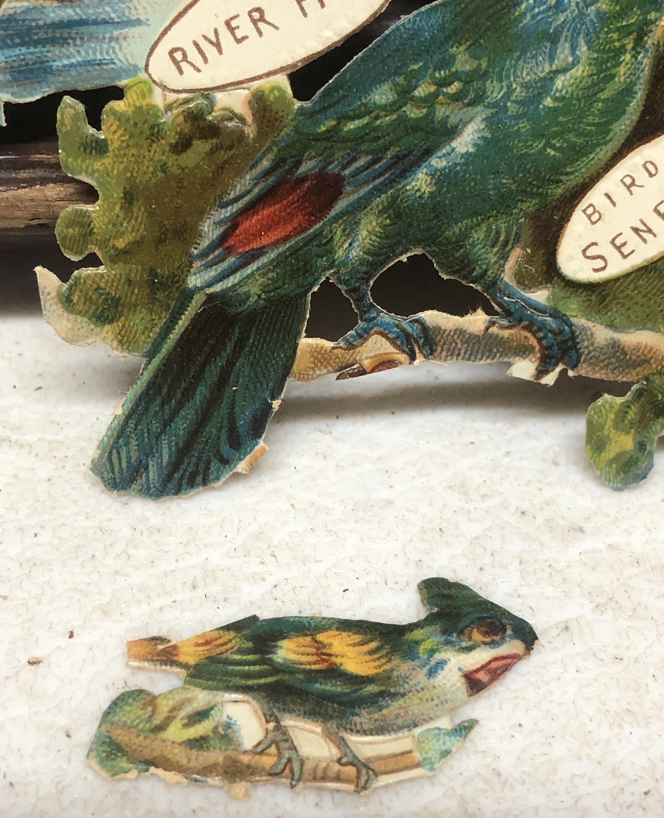 Birds of Africa + Fish Die Cut Scrap by Raphael Tuck & Sons Africa #896 L10