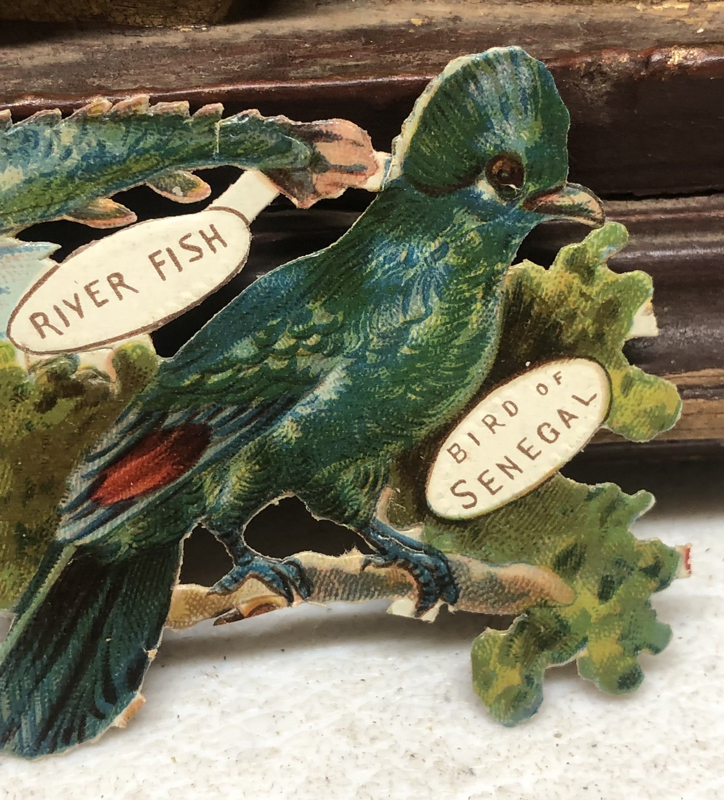 Birds of Africa + Fish Die Cut Scrap by Raphael Tuck & Sons Africa #896 L10