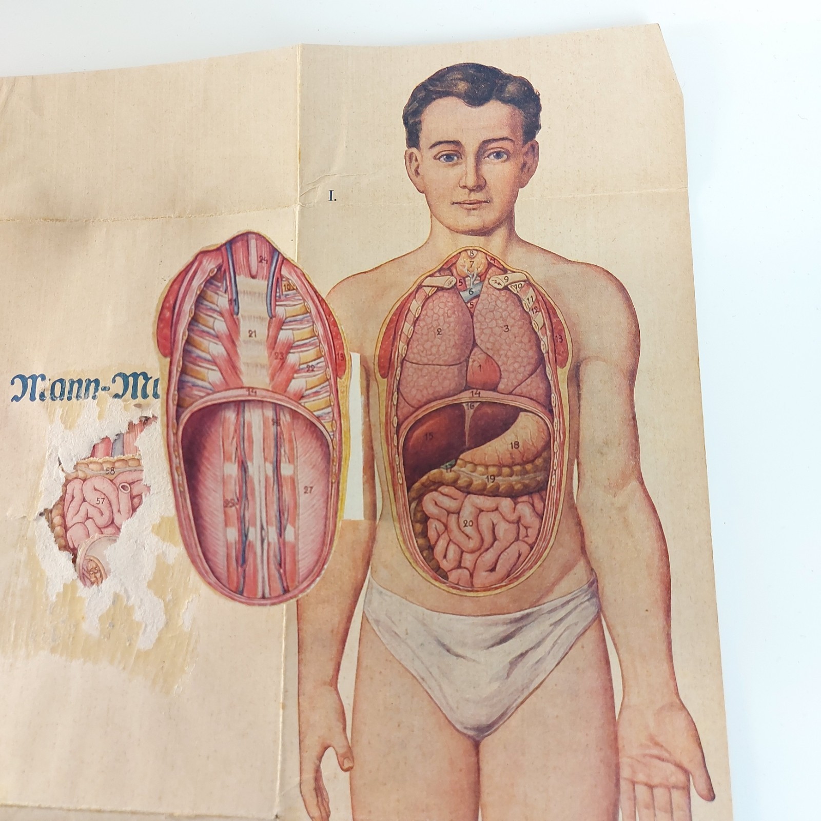 Old Antique Foldable Anatomy Medical Illustration Male Body Organs c.1910s